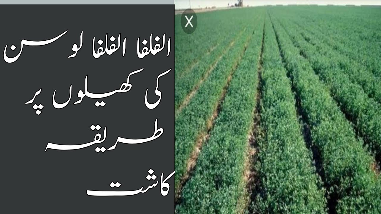 Cultivation of alfalfa fodder on Raised bed