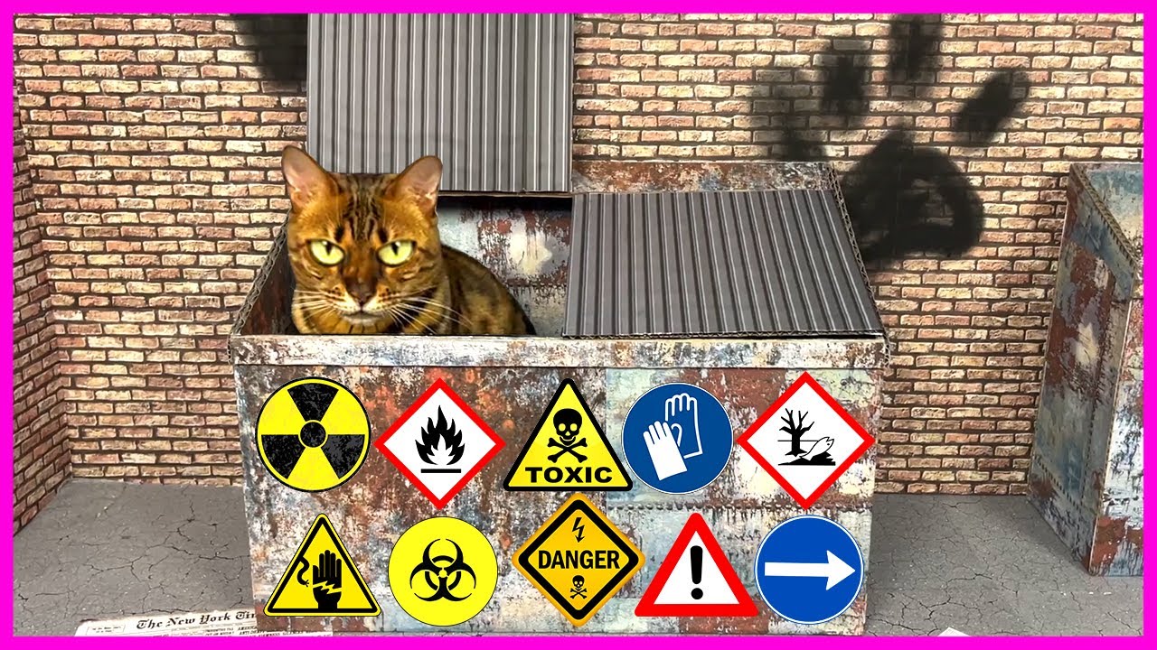 Постройте ДОМ МЕЧТЫ для бездомного спасенного КОТЕНКА 🐈