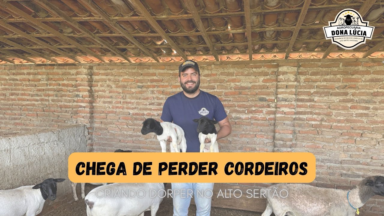 PARIÇÃO: Como garantir 100% de sobrevivência e parar de perder cordeiros 🐑🔥