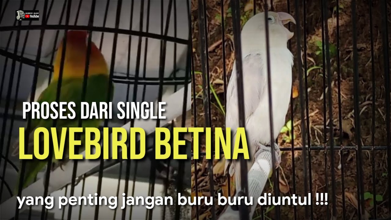 LOVEBIRD BETINA KONSLET!!! PROSES DARI SINGLE