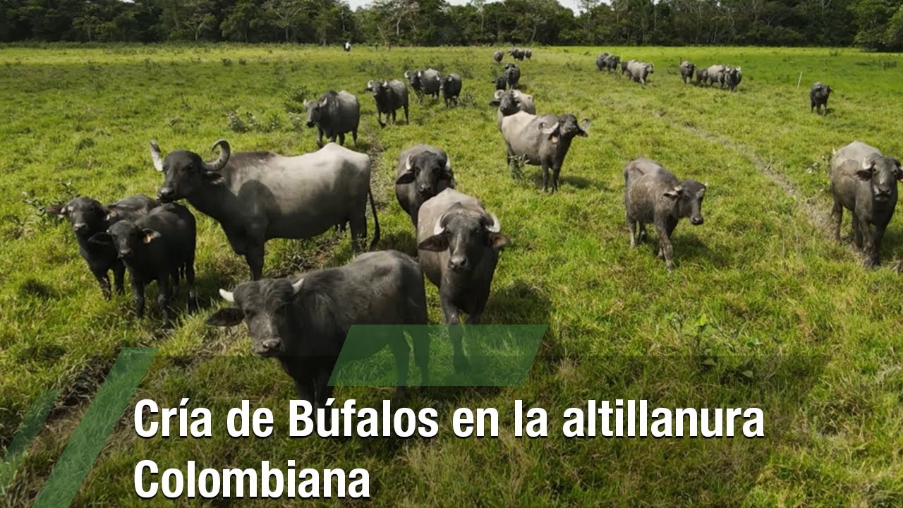 Cría de Búfalos en la altillanura Colombiana - TvAgro por Juan Gonzalo Angel Restrepo