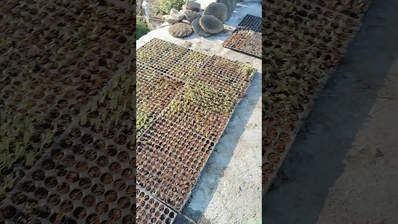 Mirchi ki kheti ki nursery taiyar Ki Hai
