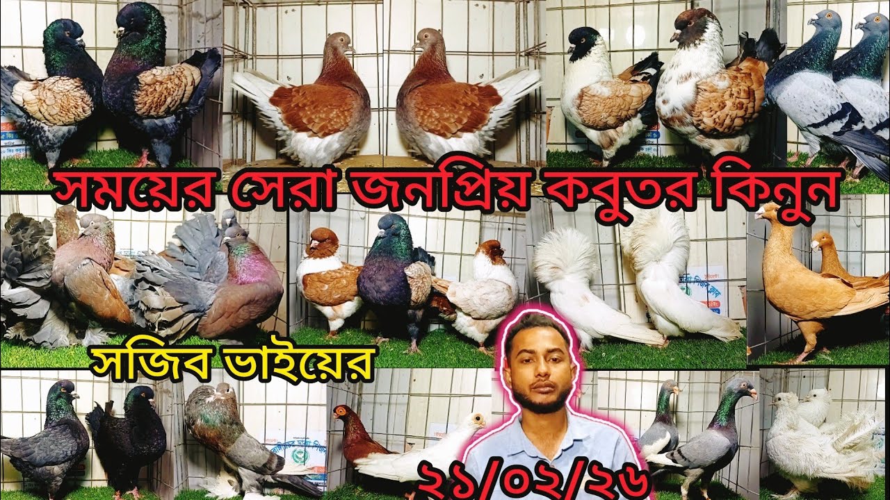 সময়ের সেরা জনপ্রিয় কবুতর কিনুন সজীব ভাইয়ের | pigeon video | কবুতর |