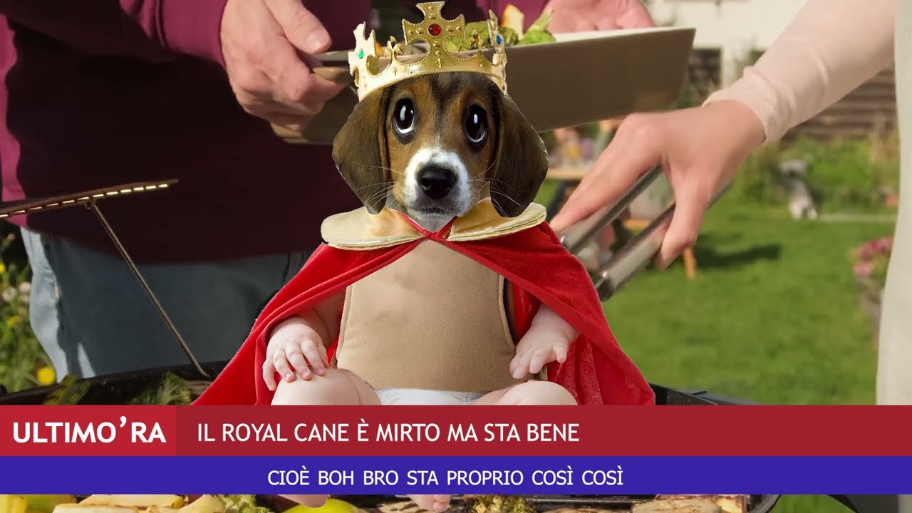 Come sta il Royal Cane? Ultim'ora da Tg Test