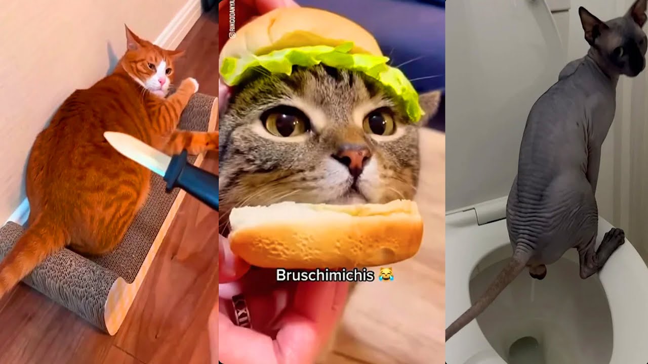 😻 5 Horas de Gatos que te Har&aacute;n Re&iacute;r sin Parar | BRUSCHIMICHIS TikToks Virales 2025