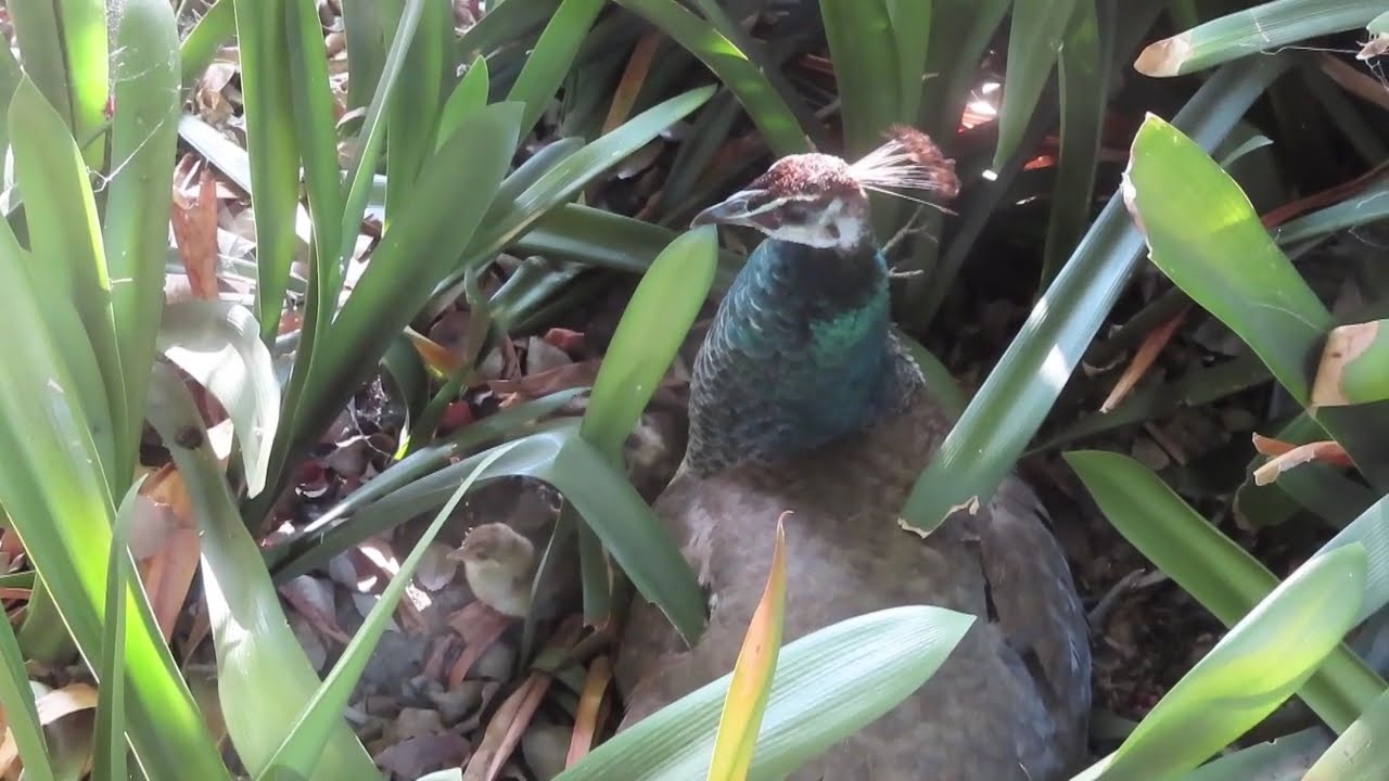 Hatching Peachicks 2024