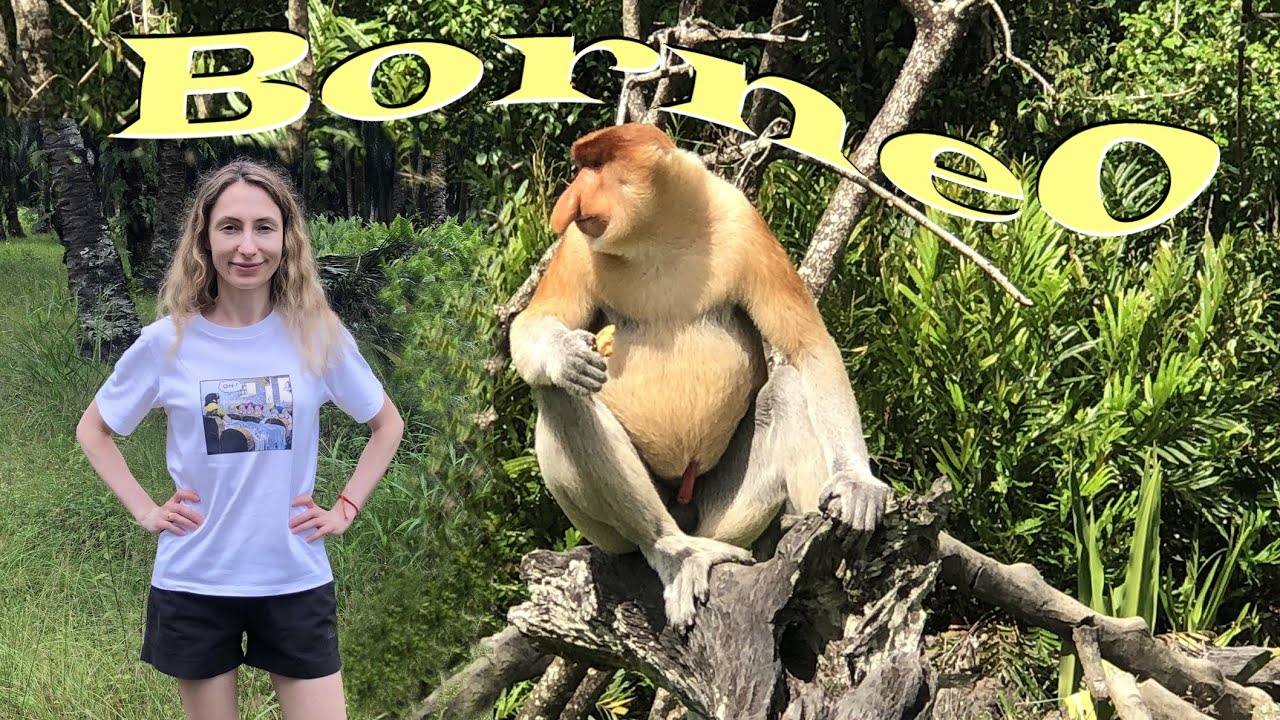 Малайзия, Сандакан, обезьяны-носачи, орангутанги,  Sabah Hotel, Orangutan, Proboscis Monkey