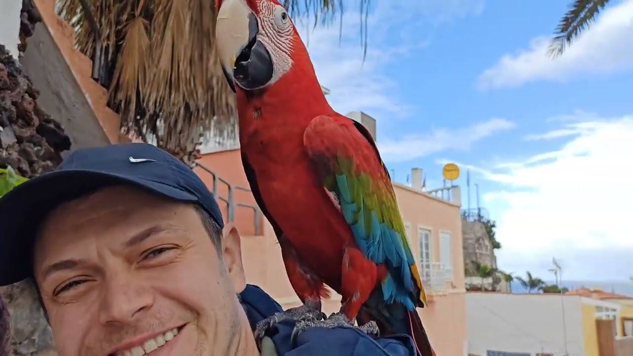 Teneriffa Jan 2026 (Urlaubsvideo) 