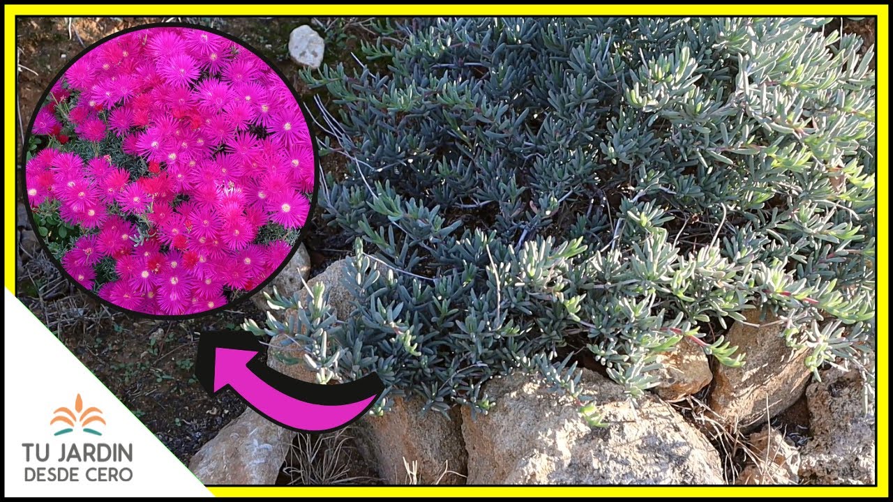 CUIDADOS del Lampranthus o Rayito de Sol 🔶 [Lampranthus multiradiatus] 🔶 Un arbusto de hojas crasas