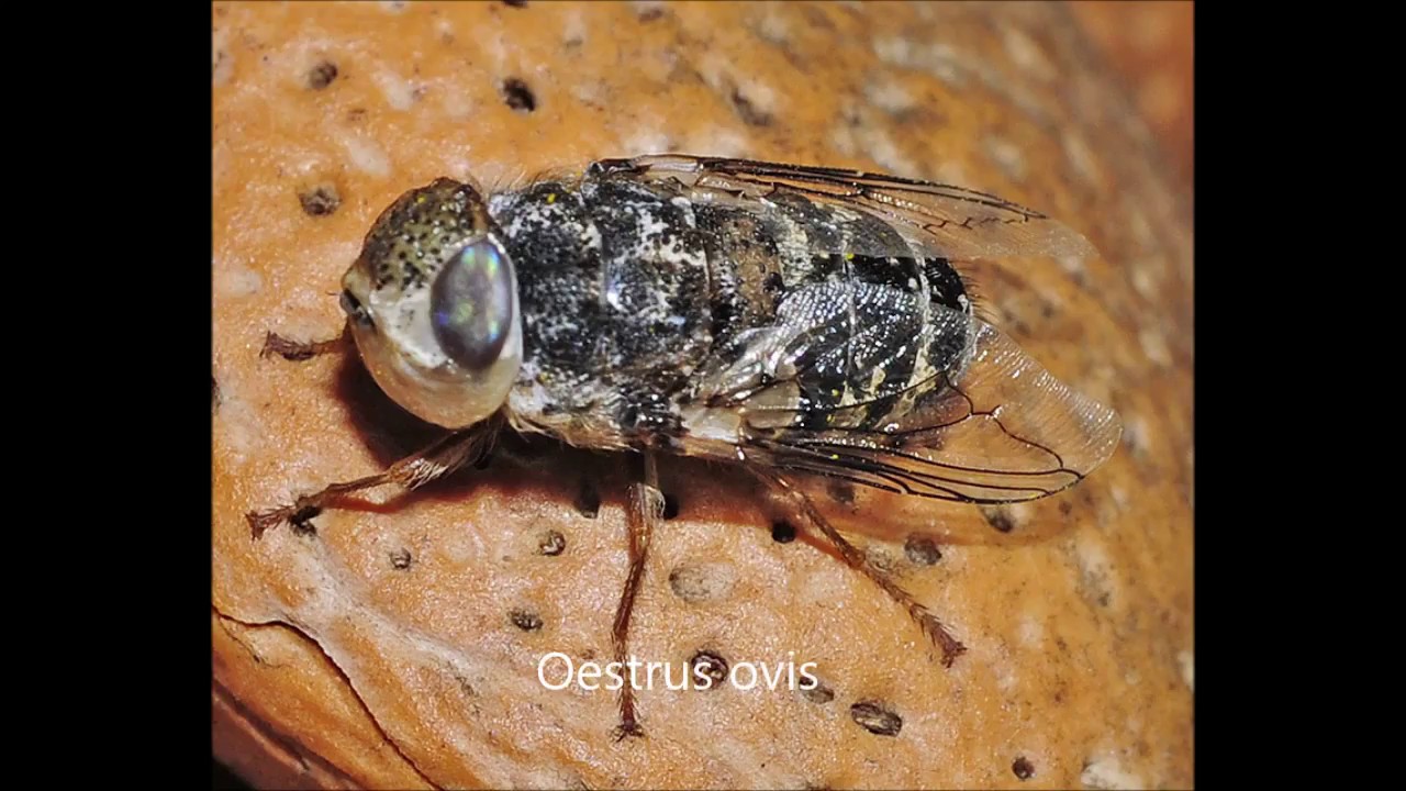 Oestrus ovis
