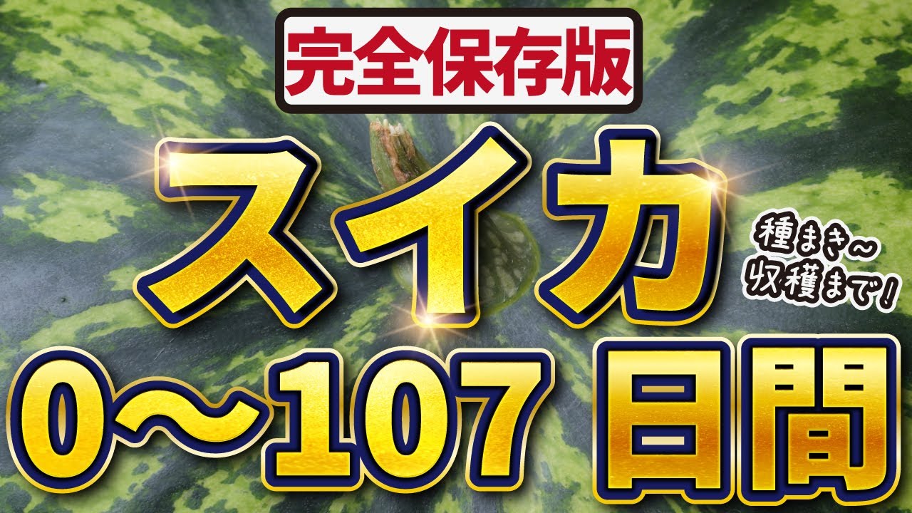 【完全保存版】スイカ栽培！0~107日間【土づくり👉収穫まで】失敗しないポイントを一気に紹介！