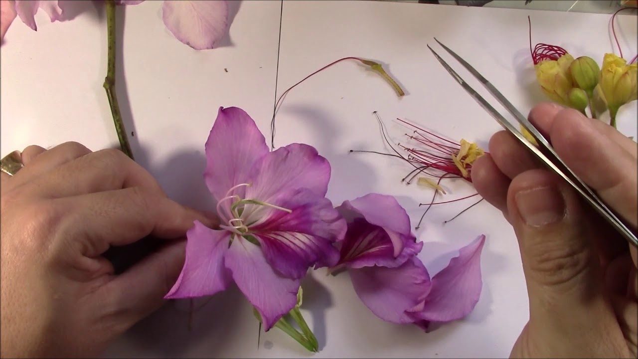 Anatomía flor