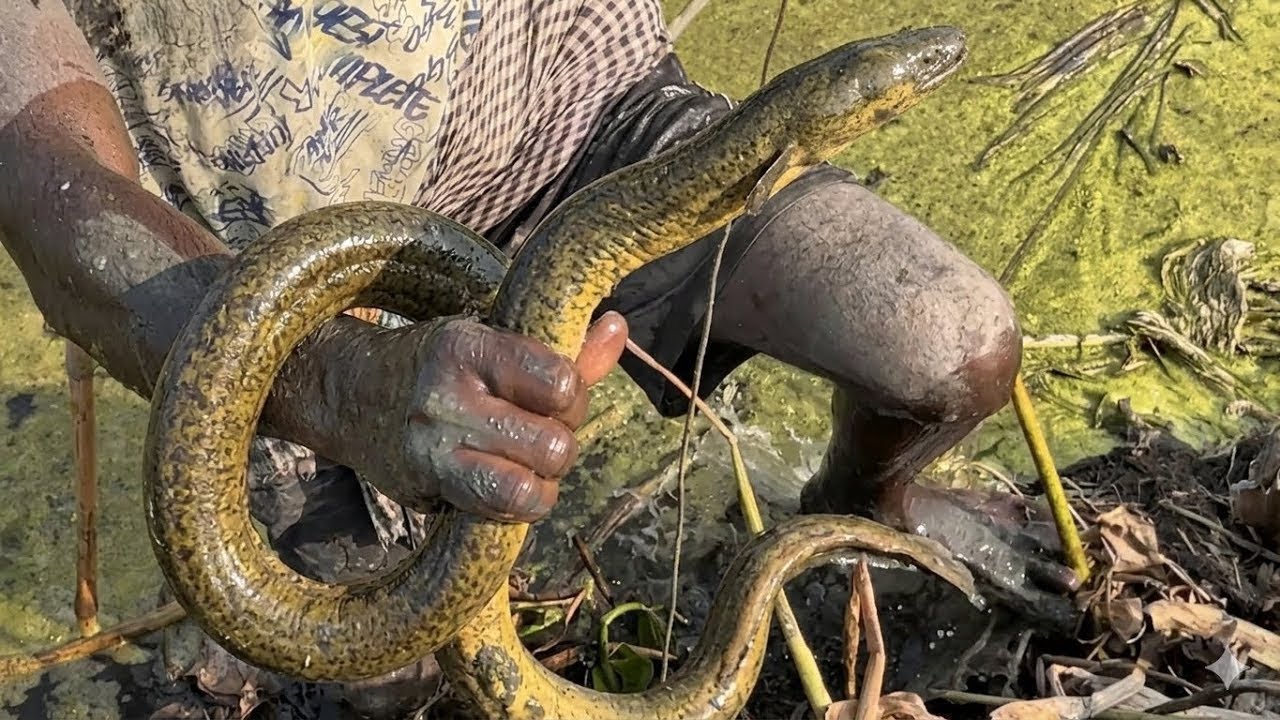 Amazing Traditional Fishing Technique | Catching Golden Eel from Mud #newyorkfishing #new #fish 