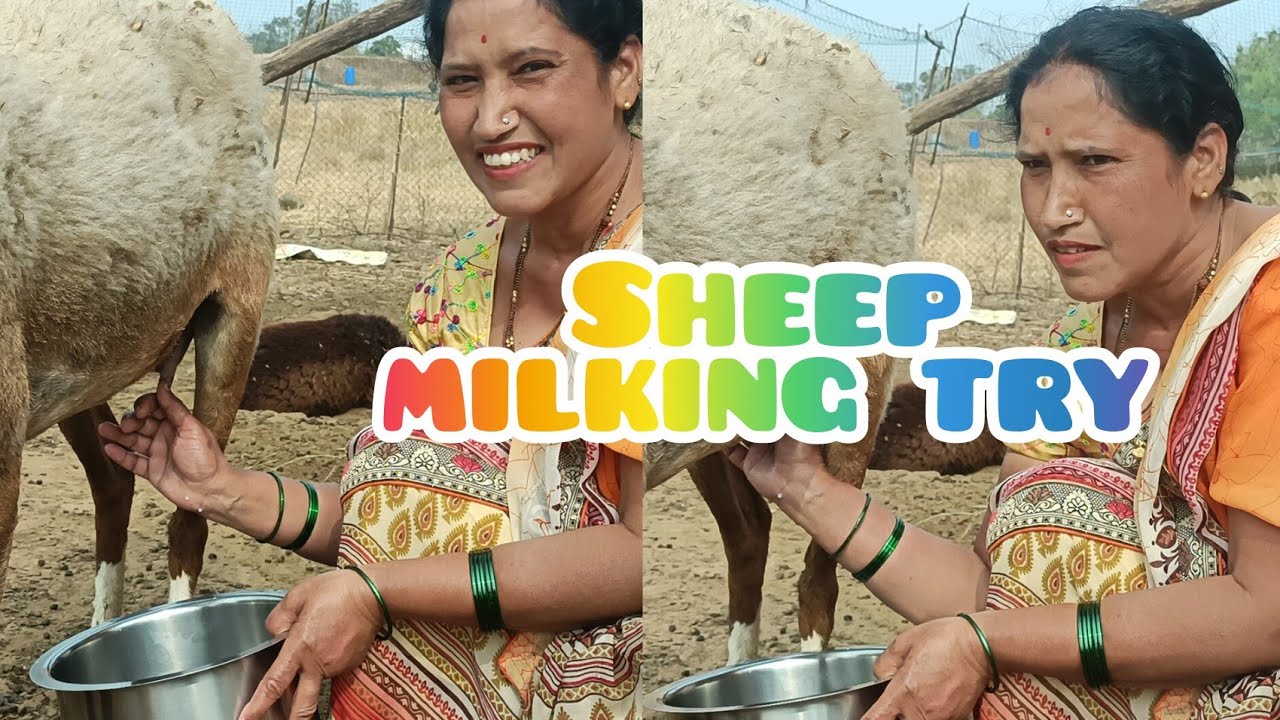 Sheep milking try 🔥