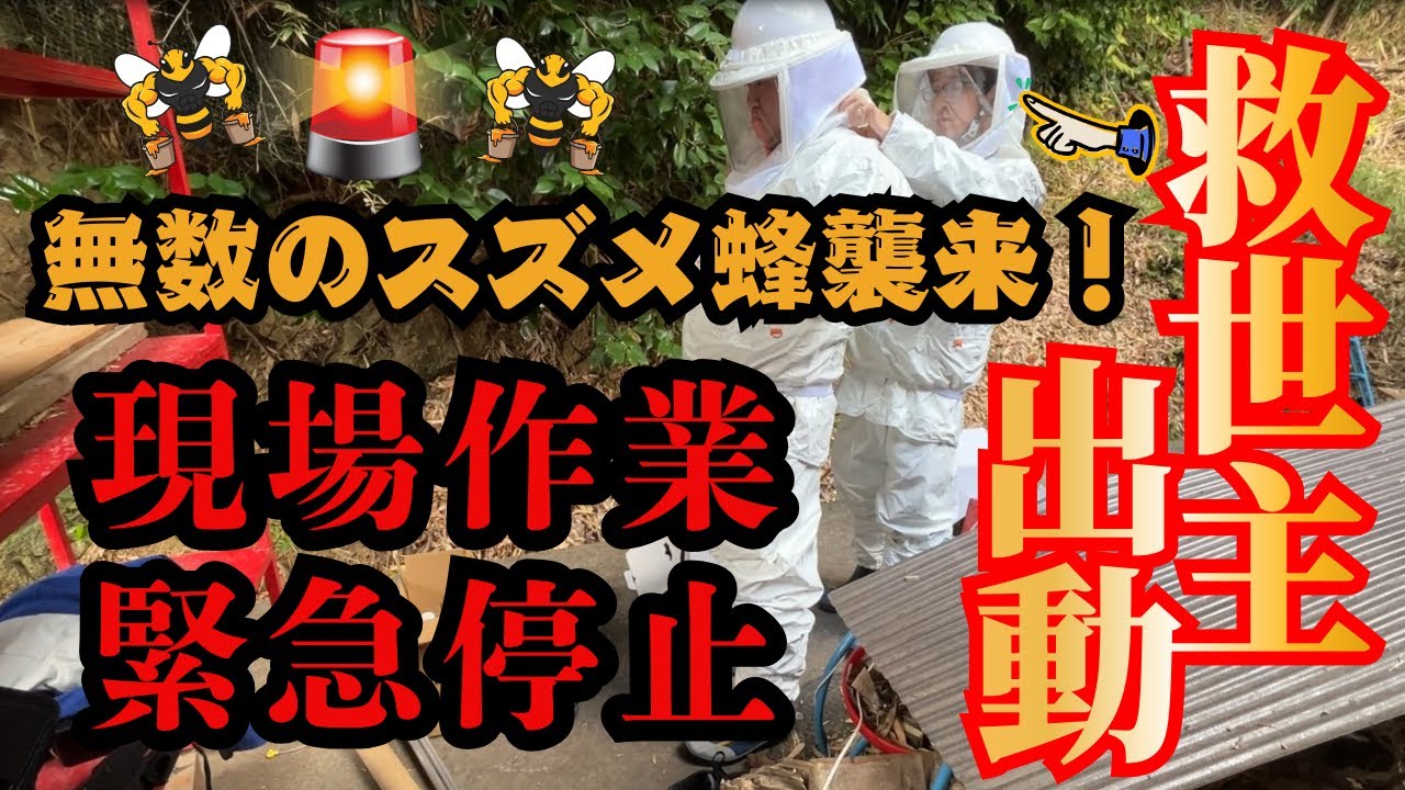 【緊急事態】規格外のデカさのスズメ蜂襲来で現場作業緊急停止！作業再開できるのか？