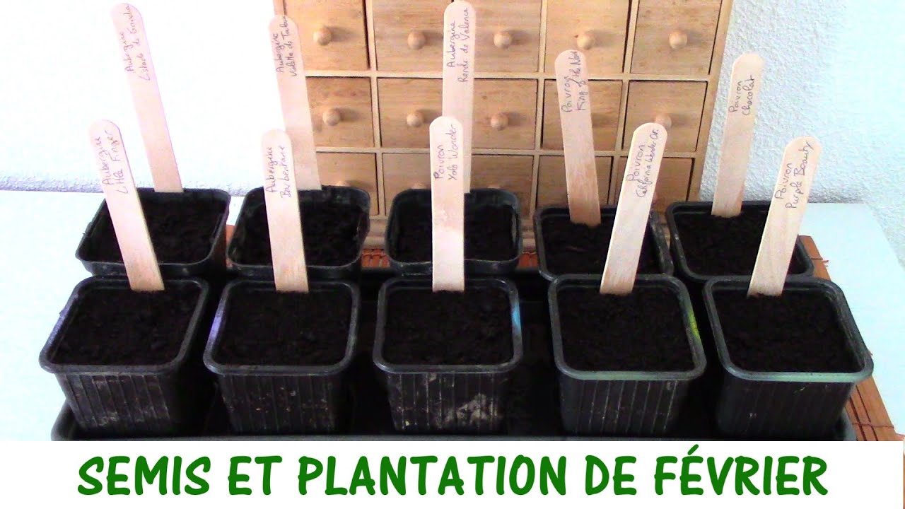 QUE SEMER ET PLANTER EN FÉVRIER ?