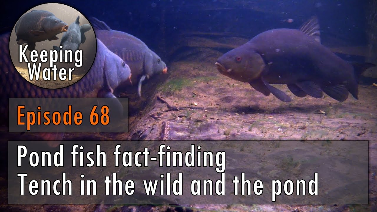 Episode 68: Pond fish fact-finding Tench in the wild and the pond