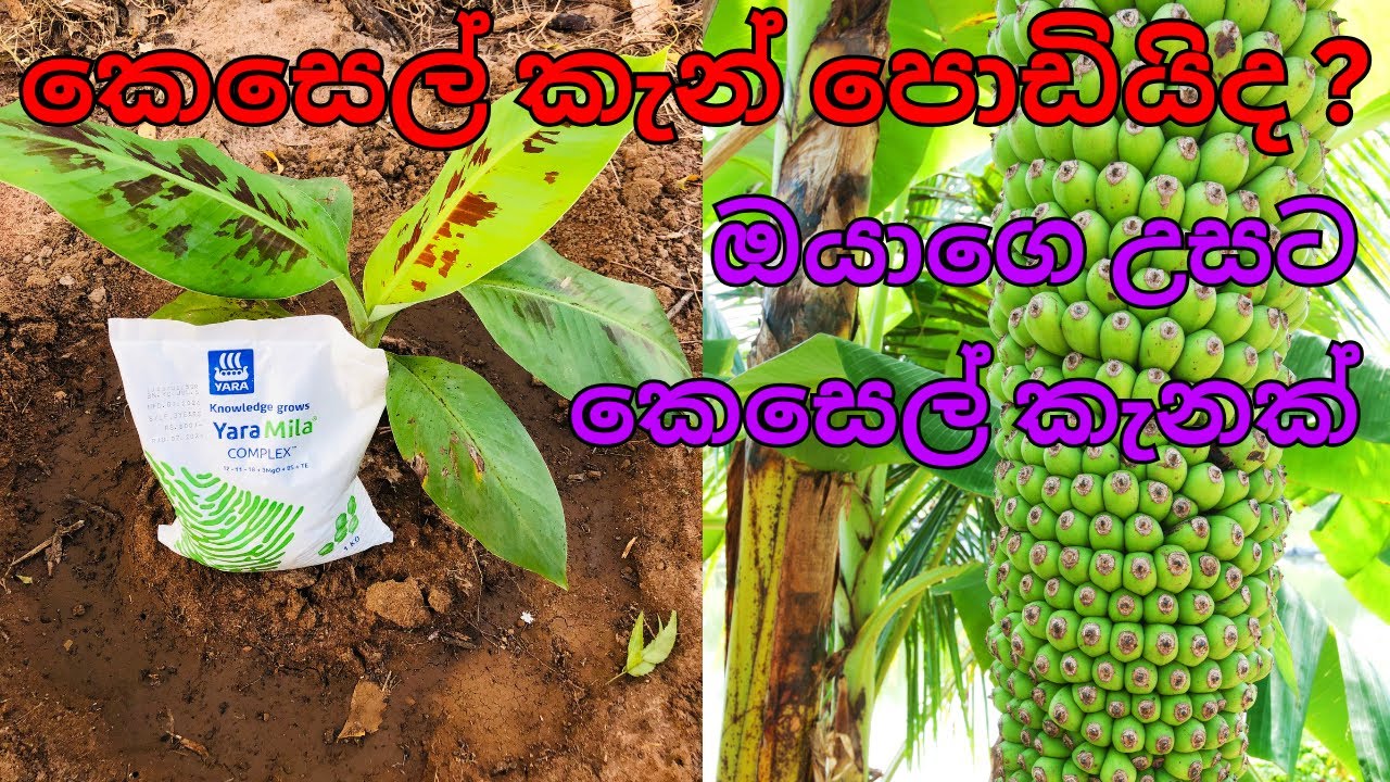 ලොකු කෙසෙල් කැන් ගන්නේ මෙහෙමයි /