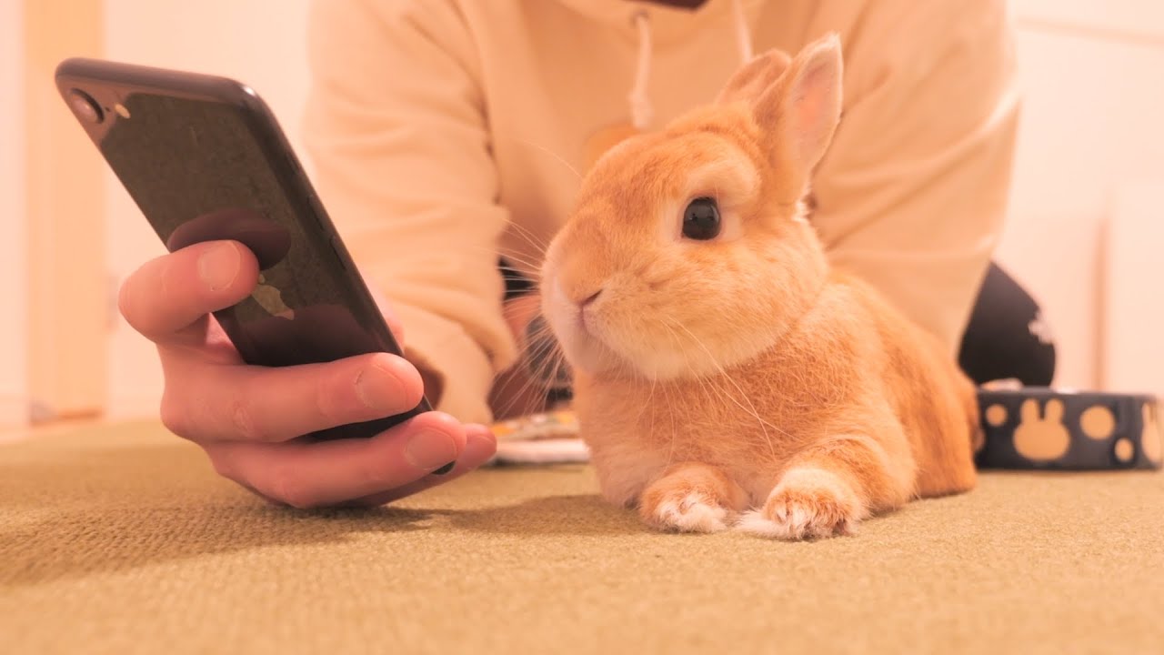 一緒にスマホで他のウサギさんを見ていたらムギが嫉妬しちゃいました【No.933】