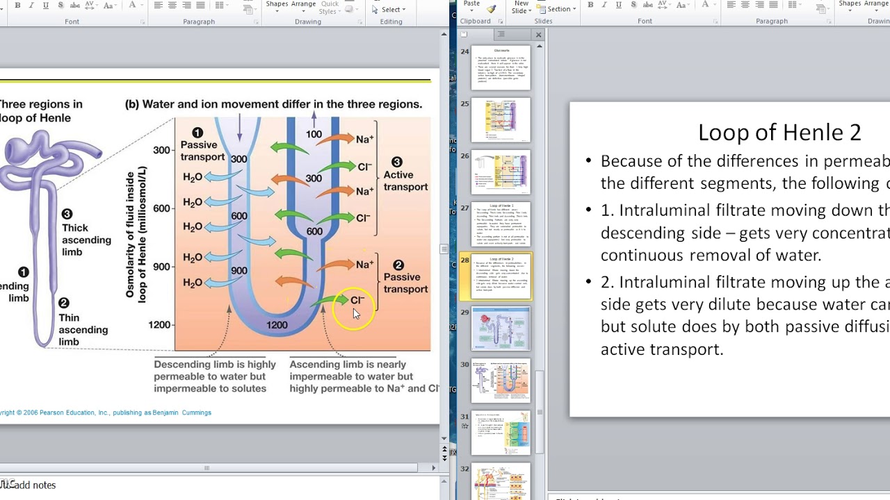 Renal Video 9 Loop of Henle