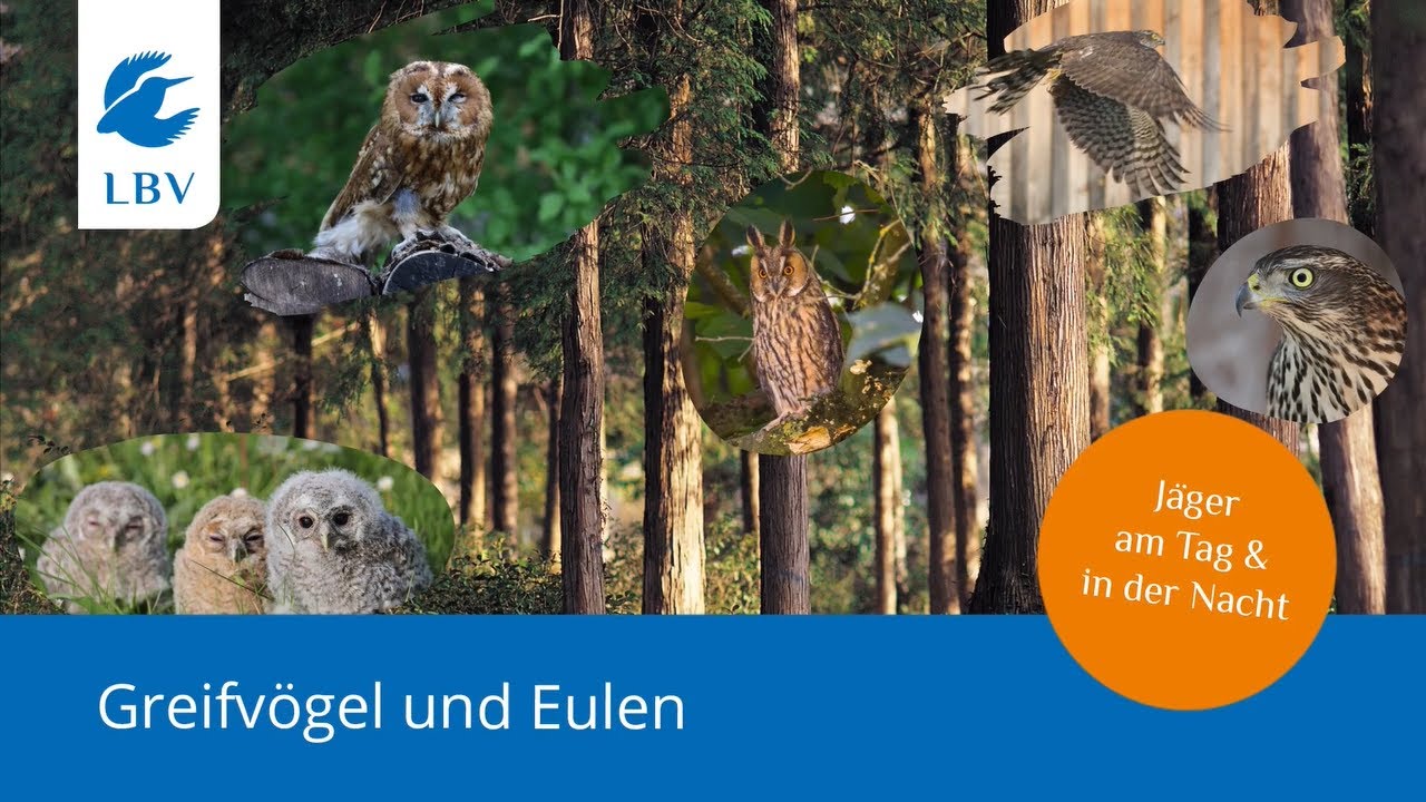 Greifvögel & Eulen – ein Ausflug in die Welt der Tag- und Nachtjäger