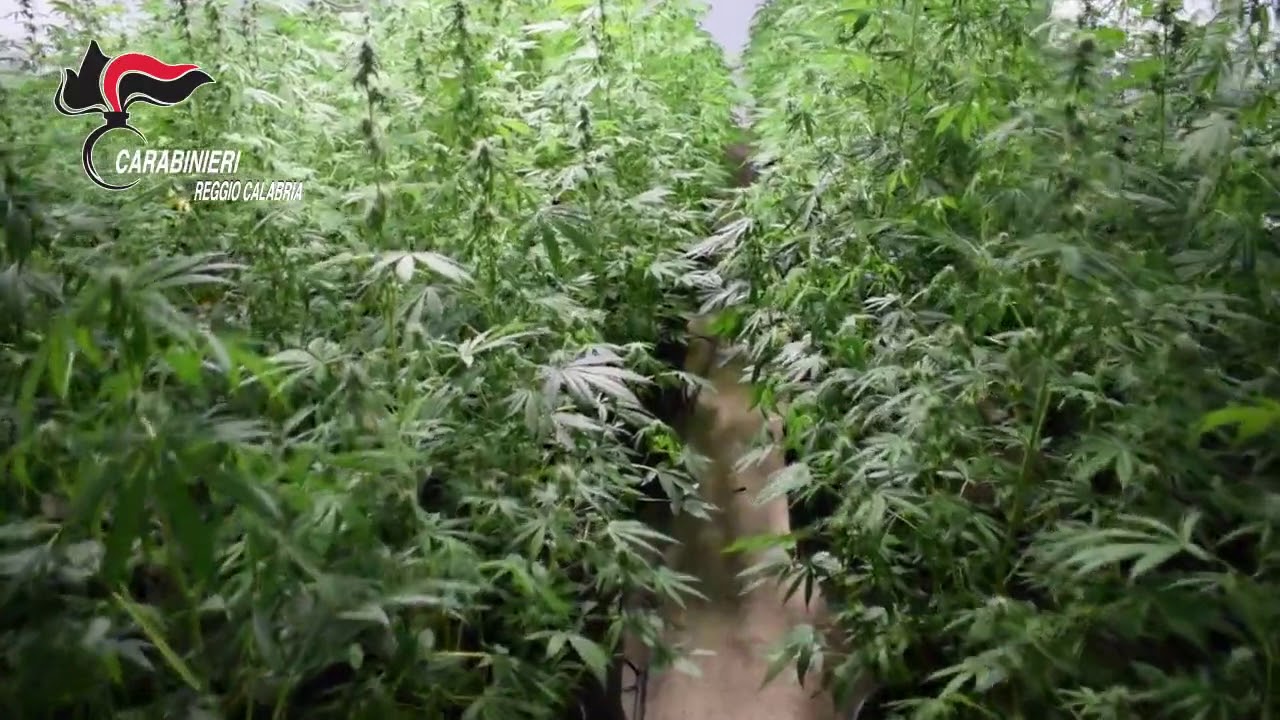 Taurianova. Ai domiciliari aveva convertito un capannone industriale in piantagione di marijuana