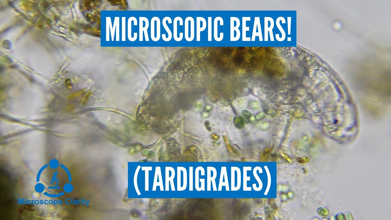Water bears (Tardigrades) under the microscope!