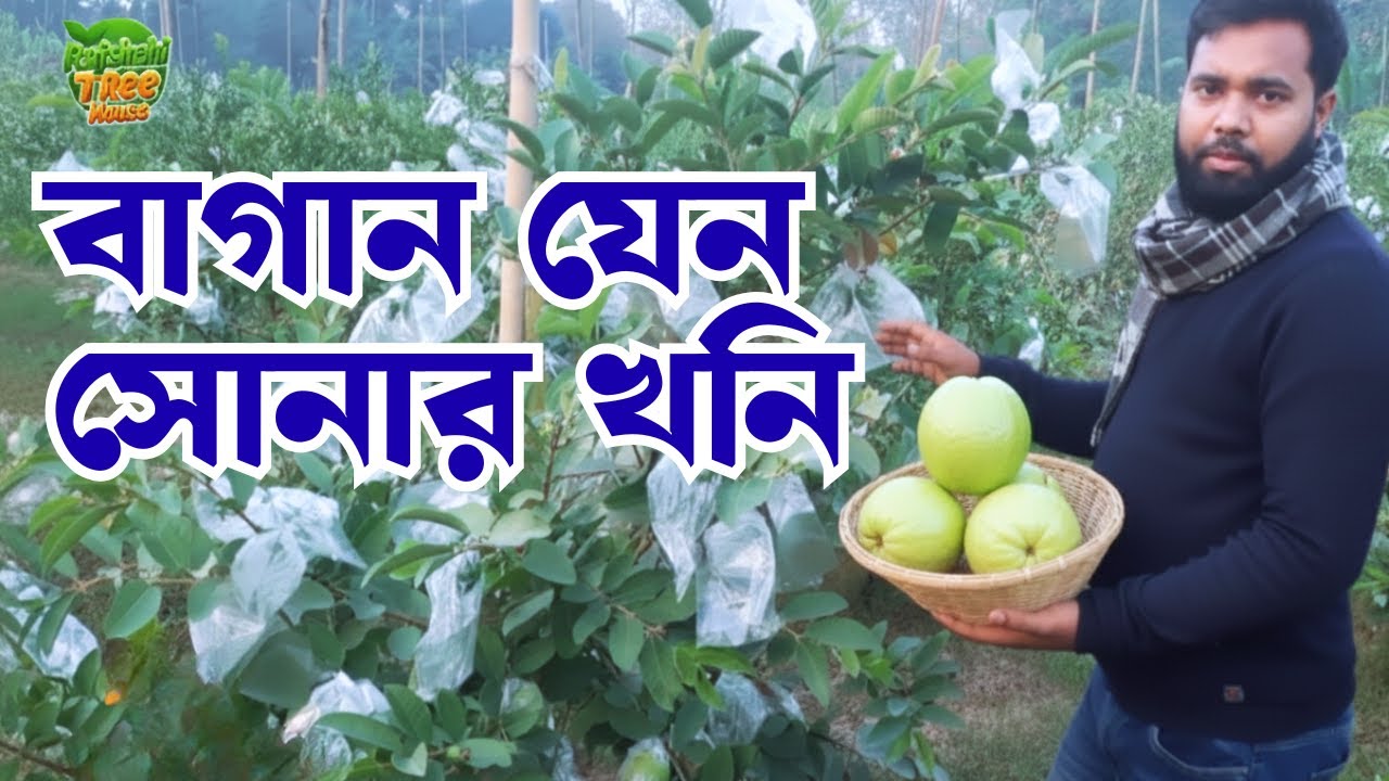 অফ-সিজনে পেয়ারা ধরে পুরো বাগান ভরে গেছে | দামও অনেক বেশি