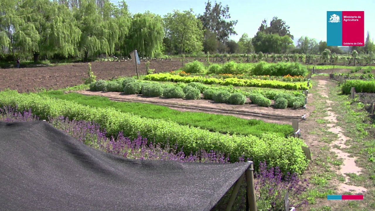 Huerto de plantas medicinales