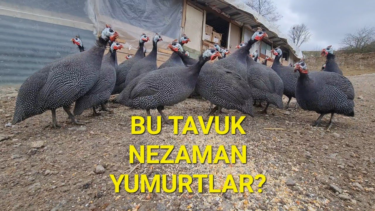 BEÇ TAVUĞU NEZAMAN YUMURTLAR?(YABAN TAVUKLARI GİBİ YEM YİYEN ÖKSÜZ) #beçtavuğu #yabantavuğu