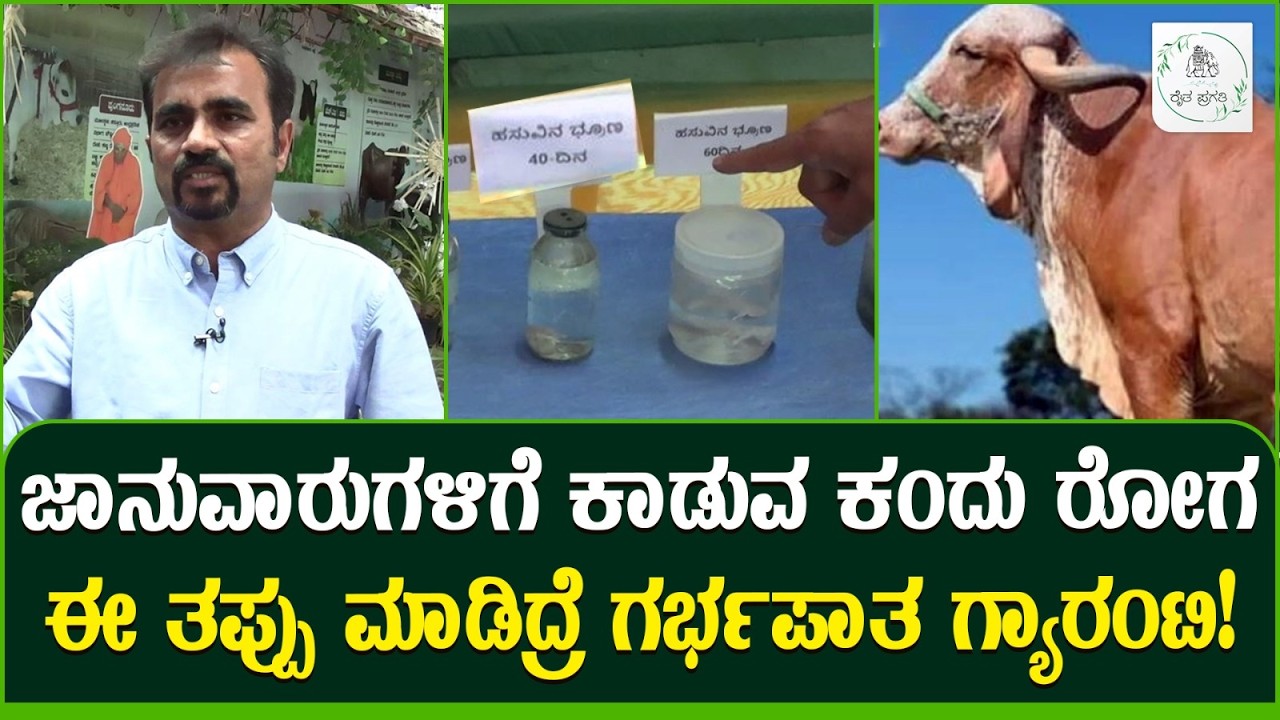 ಜಾನುವಾರುಗಳಲ್ಲಿ ಕಾಡುವ ಕಂದು ರೋಗ ನಿವಾಣೆಗೆ ಇಲ್ಲಿದೆ ಬೆಸ್ಟ್ ಸಲ್ಯೂಷನ್ | Cattle Treatment | Raitha Pragathi