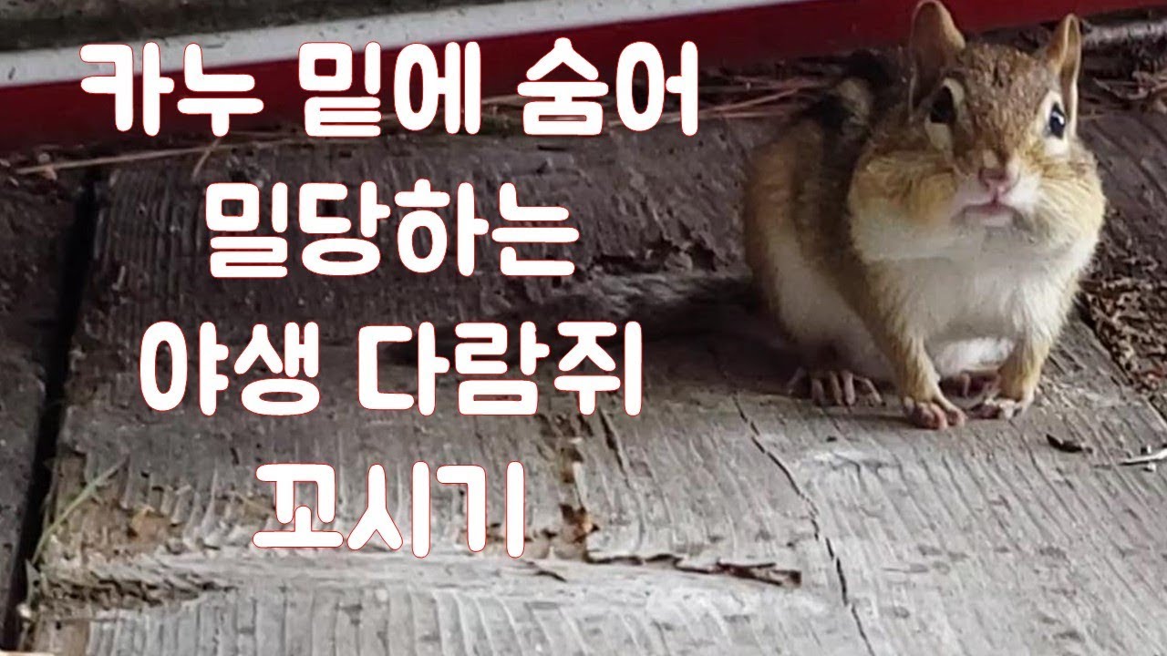 [첫만남 월리] 카누 밑에 숨어 밀당하는 야생 다람쥐와 친구하기 The First Time I Met Chipmunk Wally Was By The Kayak