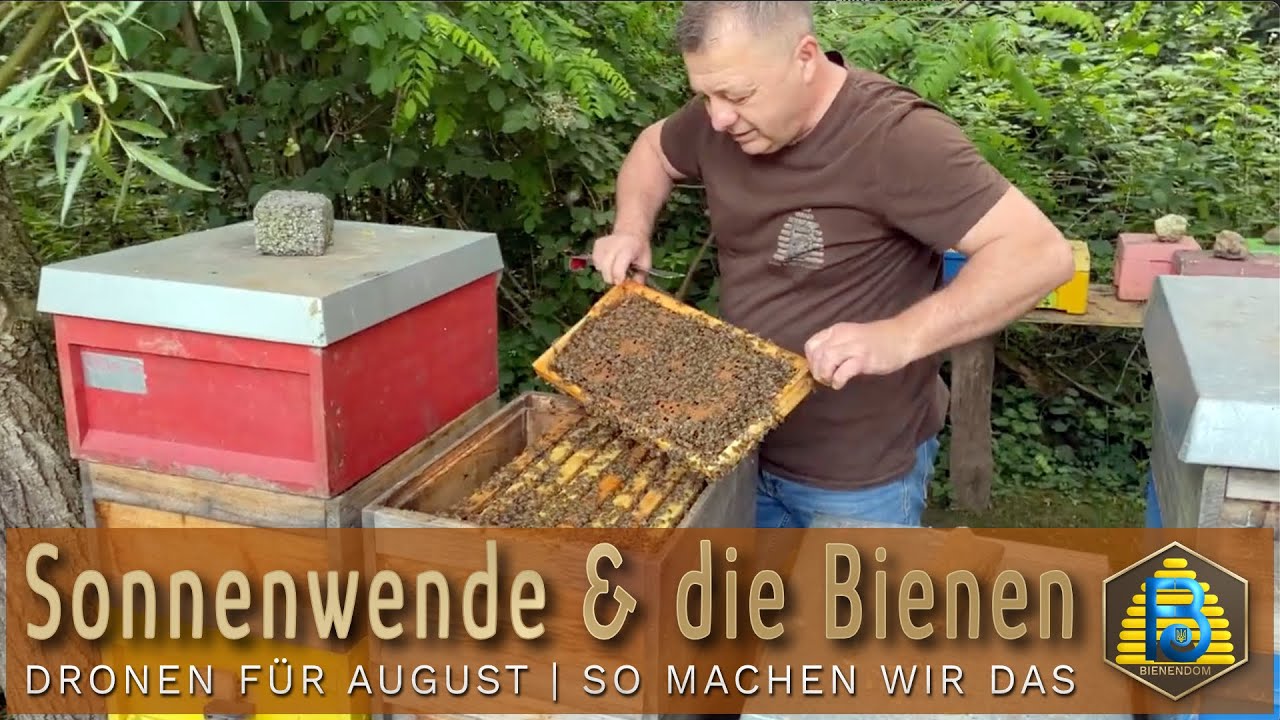 Sonnenwende & die Bienen | Dronen für August | Was machen unsere Begattungskästen? | Bienendom