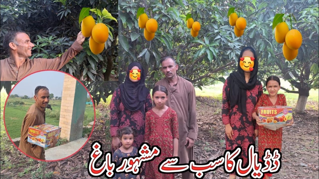 Famous Fresh Fruit Garden Of Dadyal || Nazir Fruit Farm Chattroh || Dadyal Ka Sub Se Mashoor Bagh