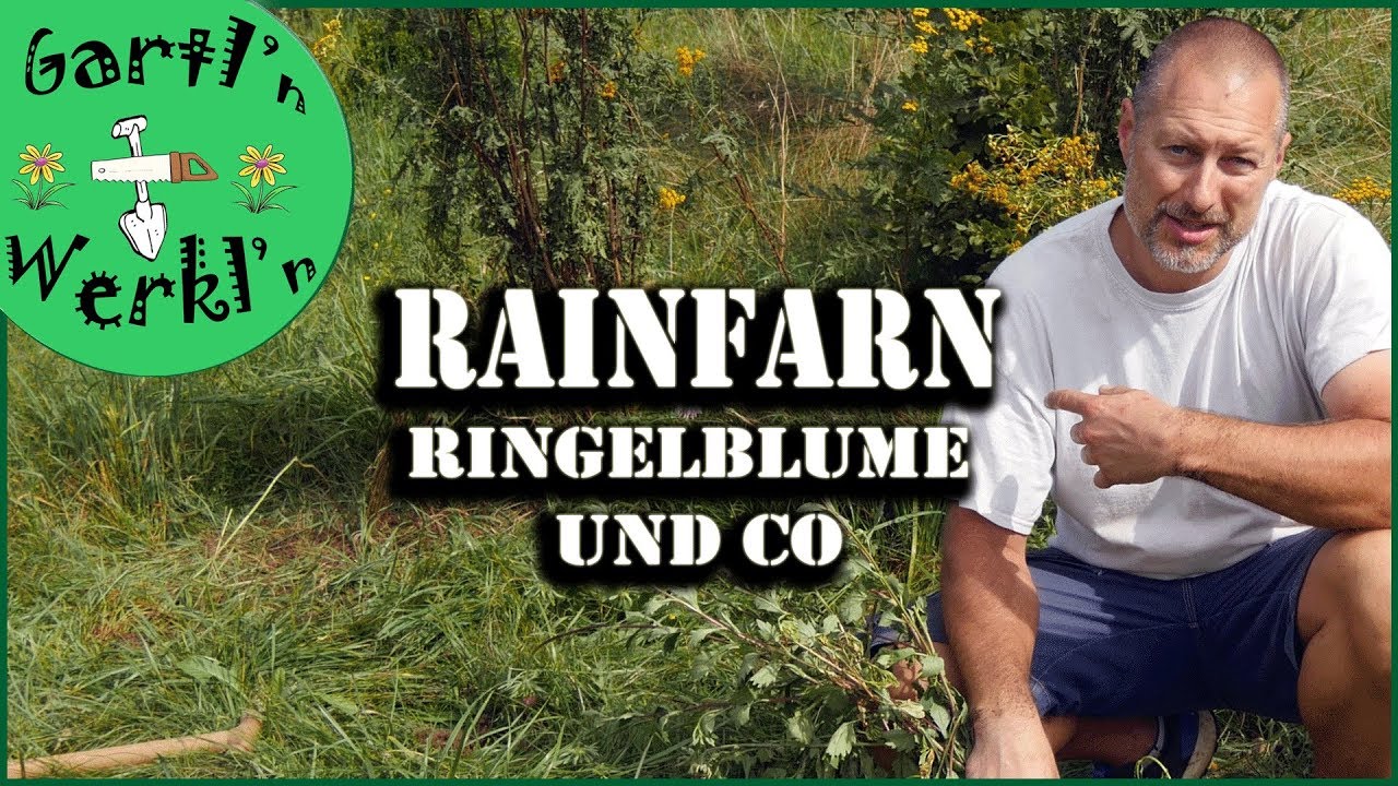Über viel Rainfarn und ein wenig Ringelblume. Bodenverbesserung