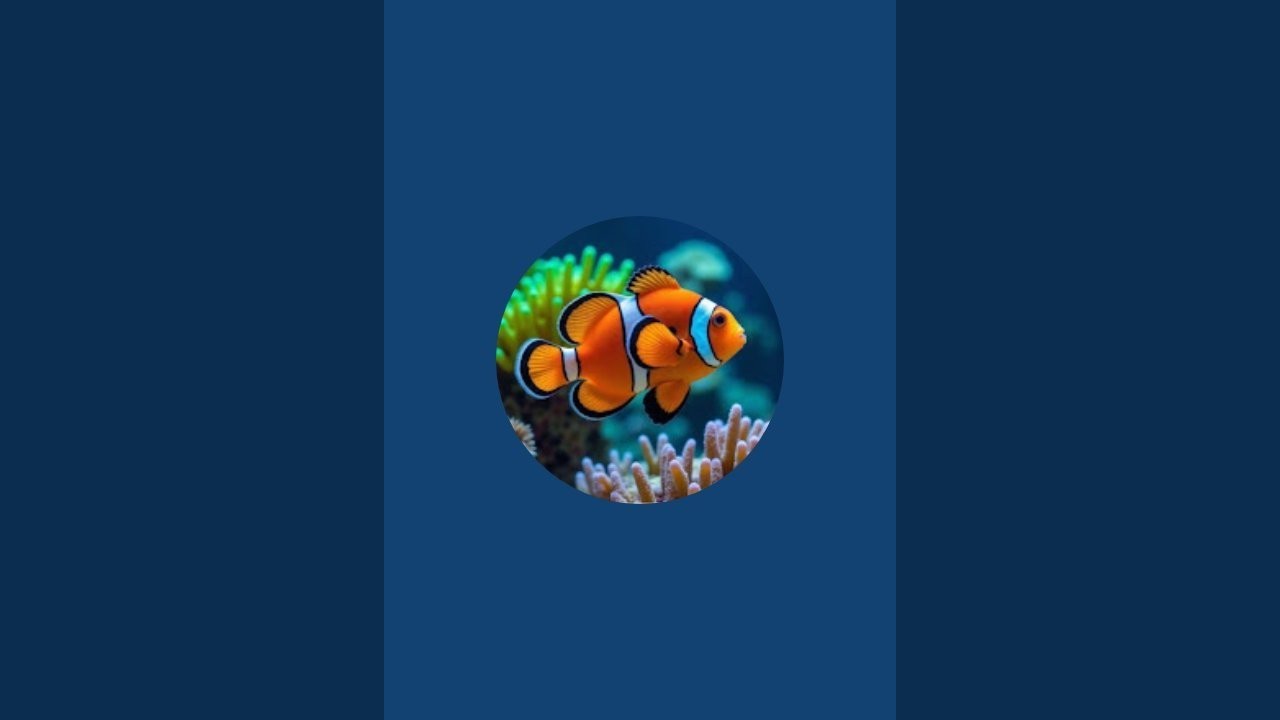 pet fish 5030 is live