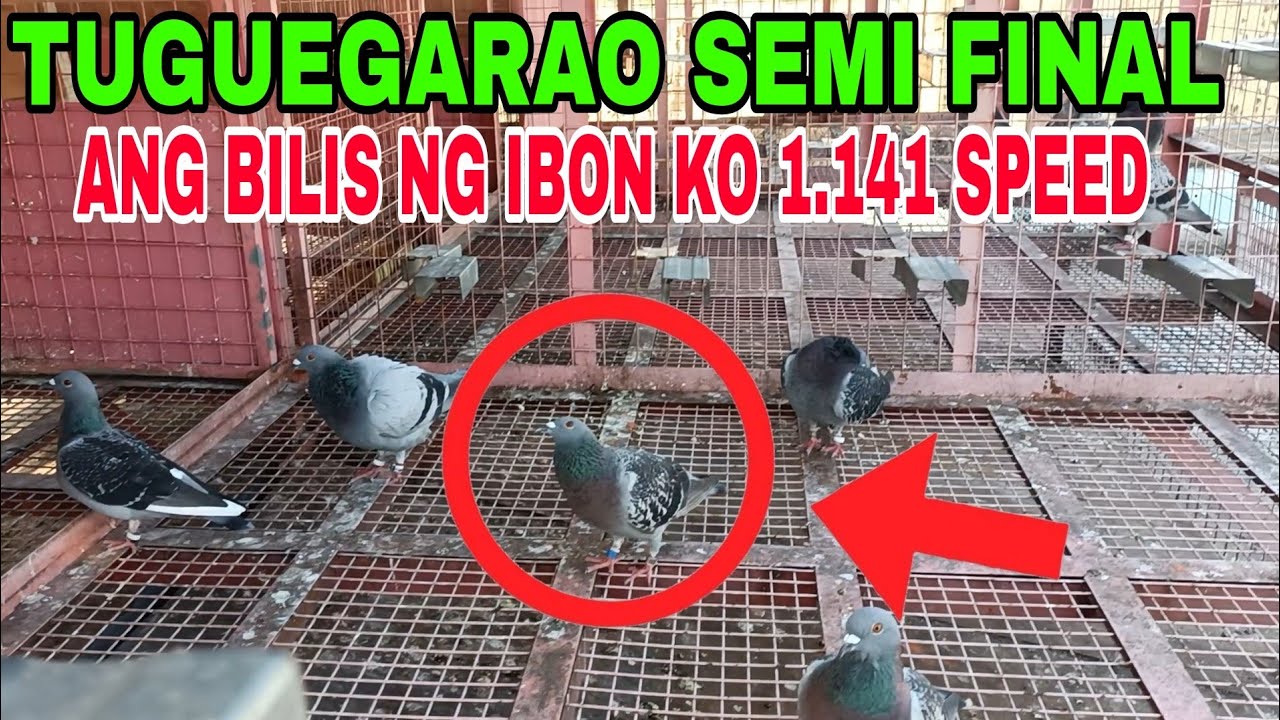 ANG BILIS NG IBON NATIN GALING TUGUEGARAO / MAY SASAKAY PA TAYO SA LAST LAP