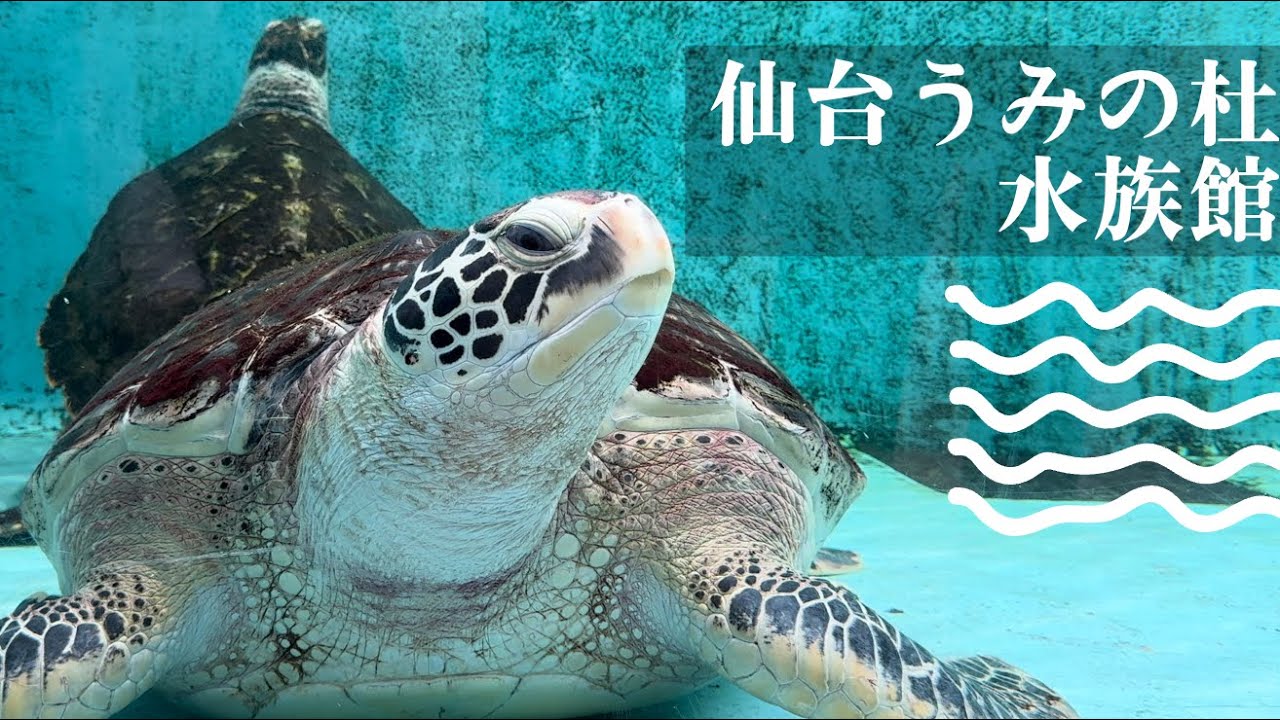 鹽竈の散策｜塩釜魚市場海鮮丼、鹽竈神社、仙台水族館，以仔虎燒肉收尾｜市場グルメと水族館の一日！day2