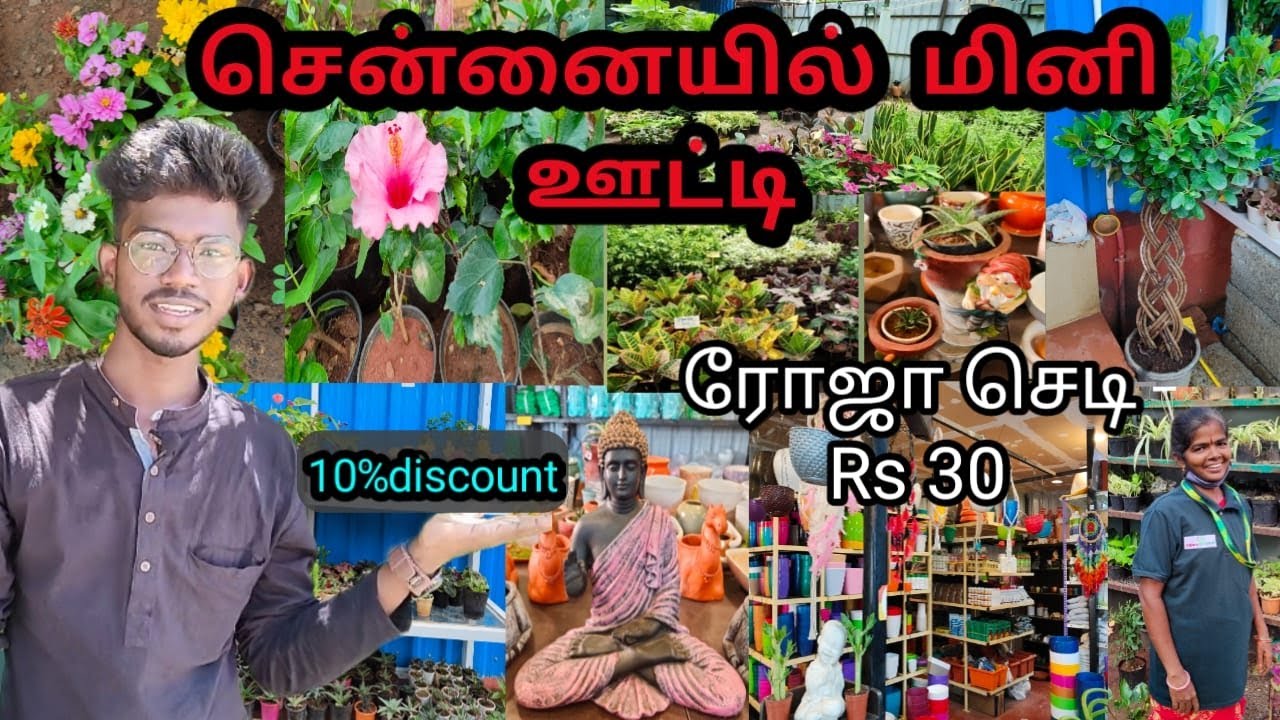 Nursery garden in Chennai // cheap and best plants // 10% discount // Indra gardens // Today Visit.
