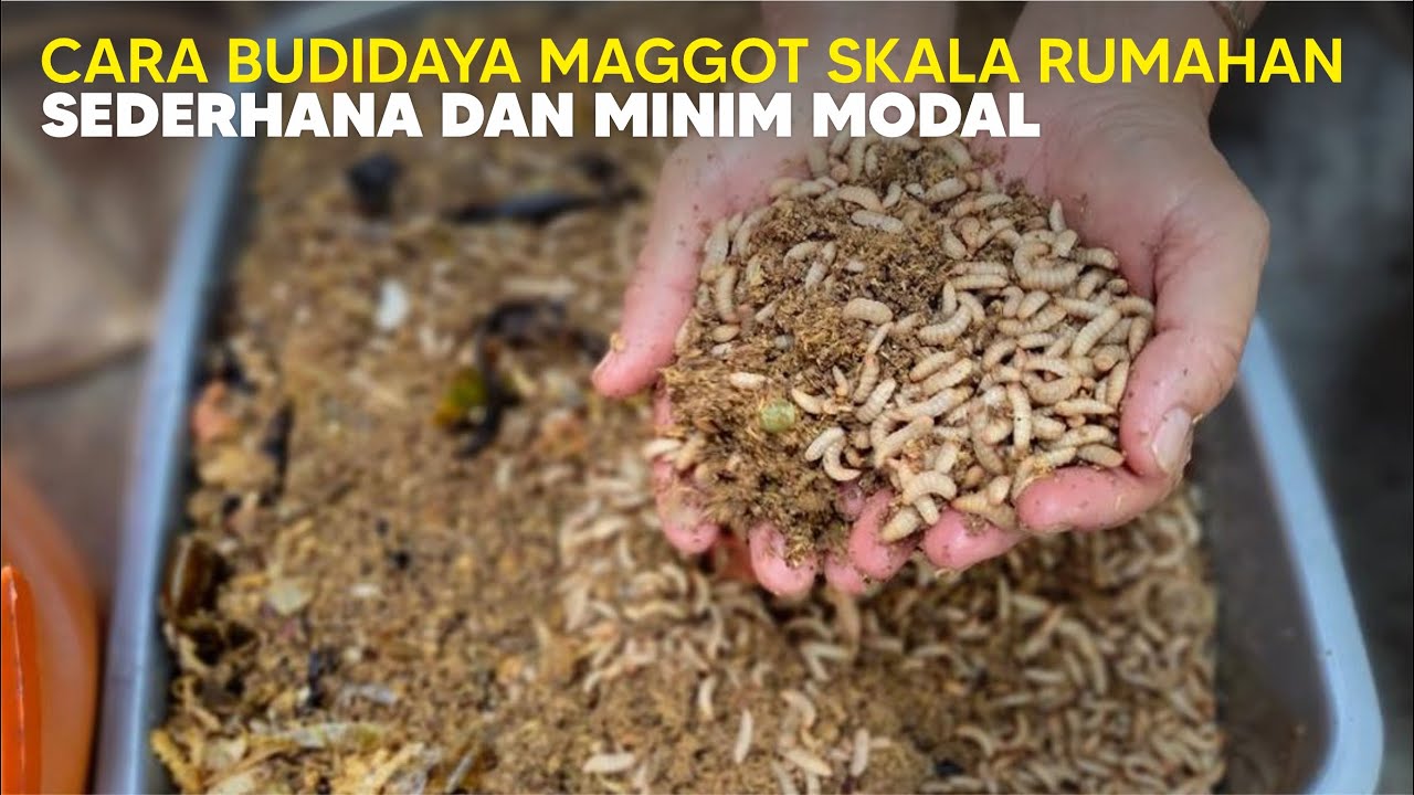 Cara Budidaya Maggot BSF Skala Rumahan Tutorial Lengkap dan Jelas