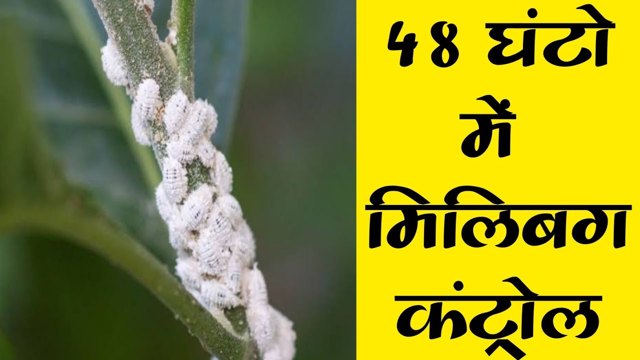 48 घंटो में मिलिबग कंट्रोल । Mealybug Control
