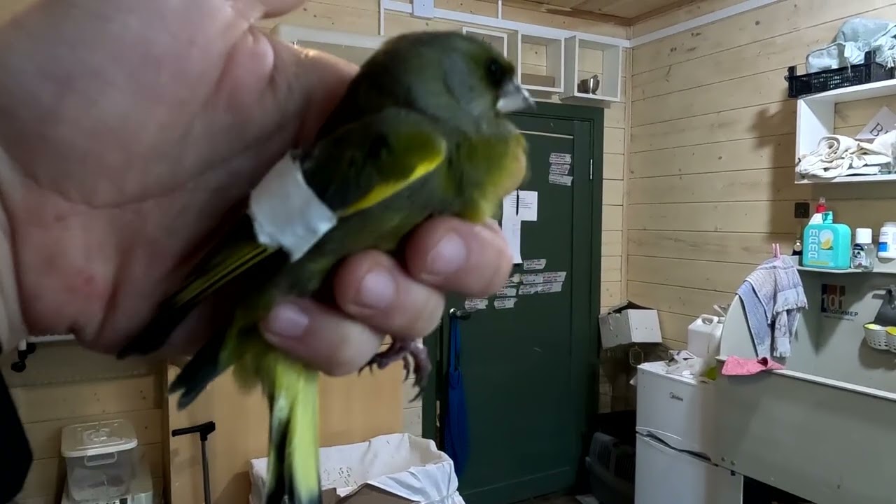 Семки тверже, чем мой палец...