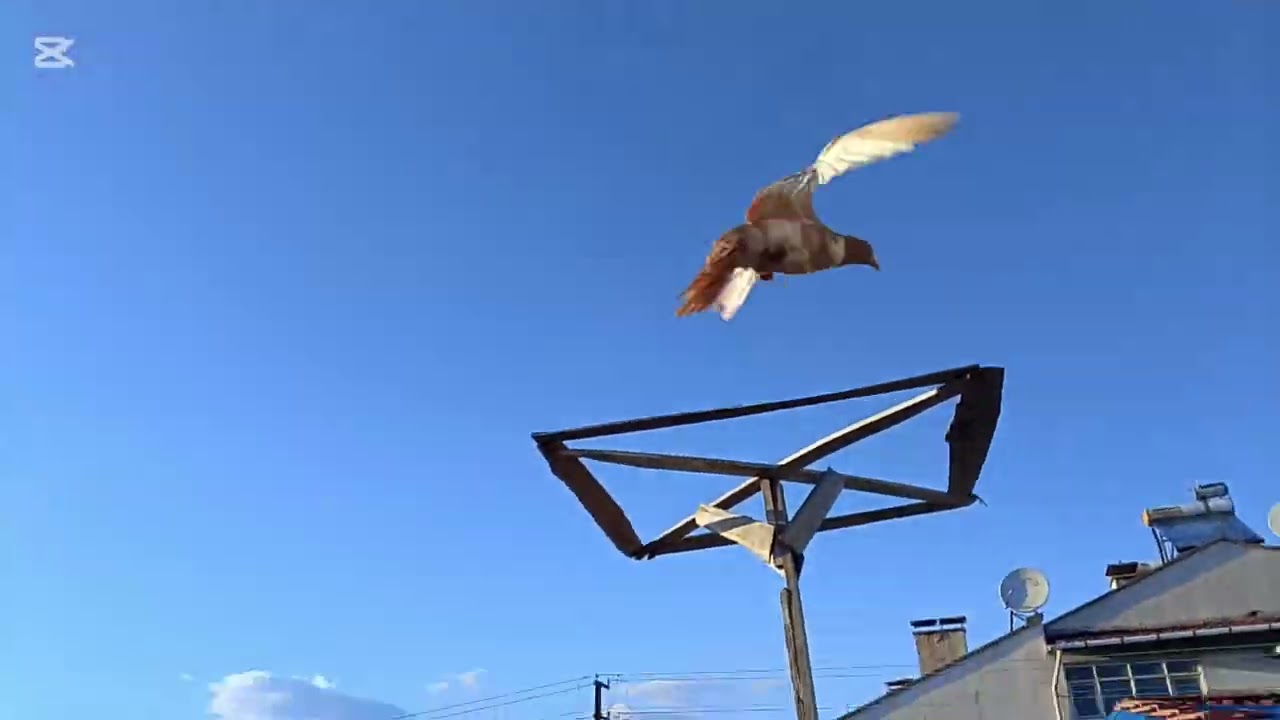 Kanalımın 2 videosu yeni kuşlar aldım