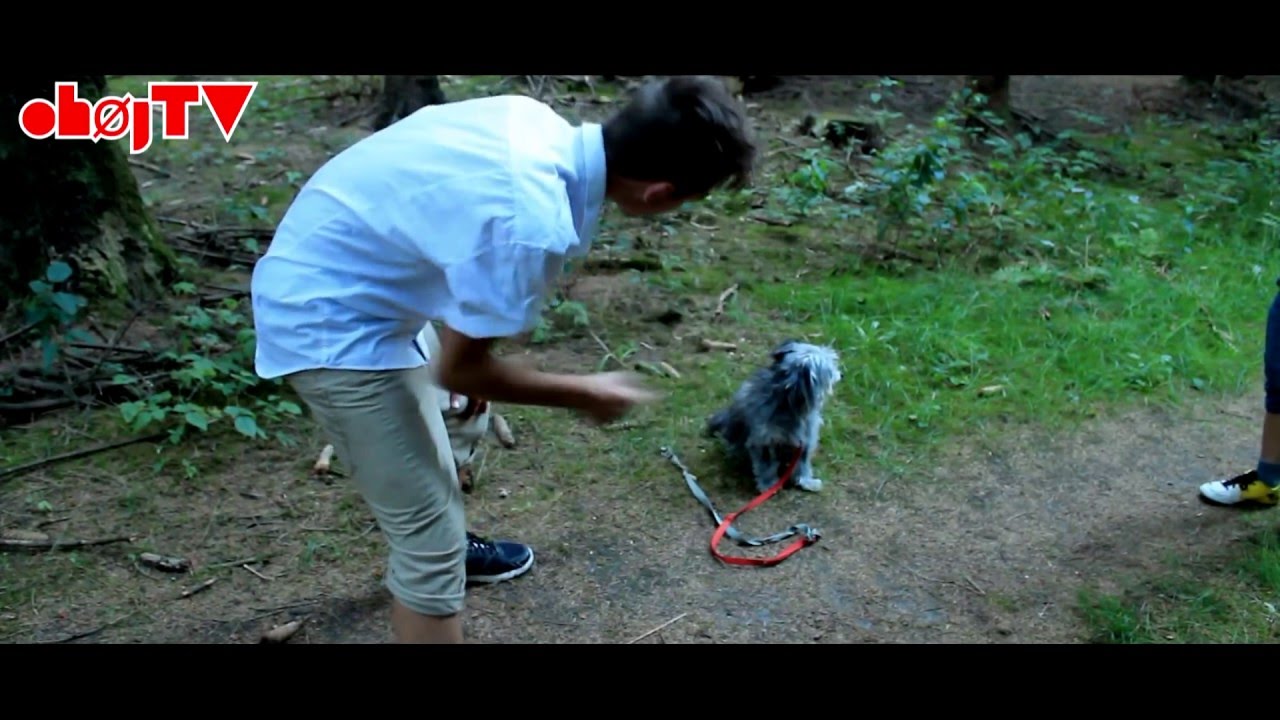 HUNDE EKSPERT!
