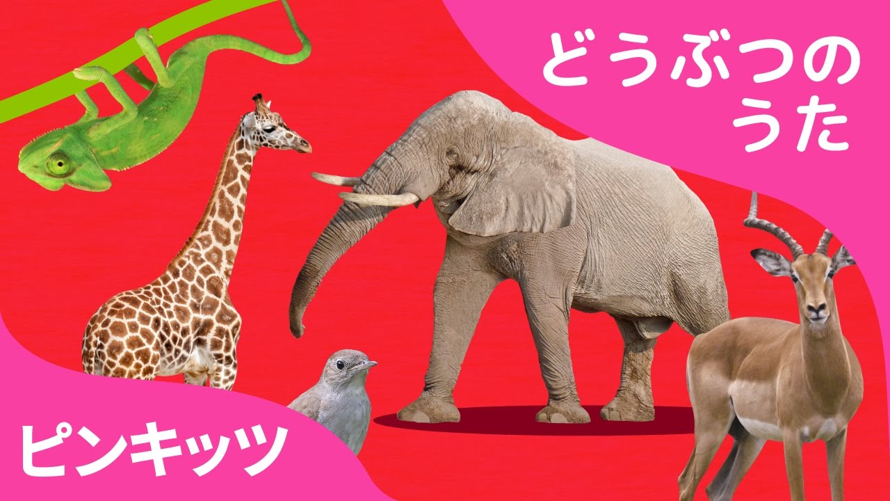 ABCどうぶつきしゃ | ABC Animal Train | どうぶつのうた | ピンキッツ童謡