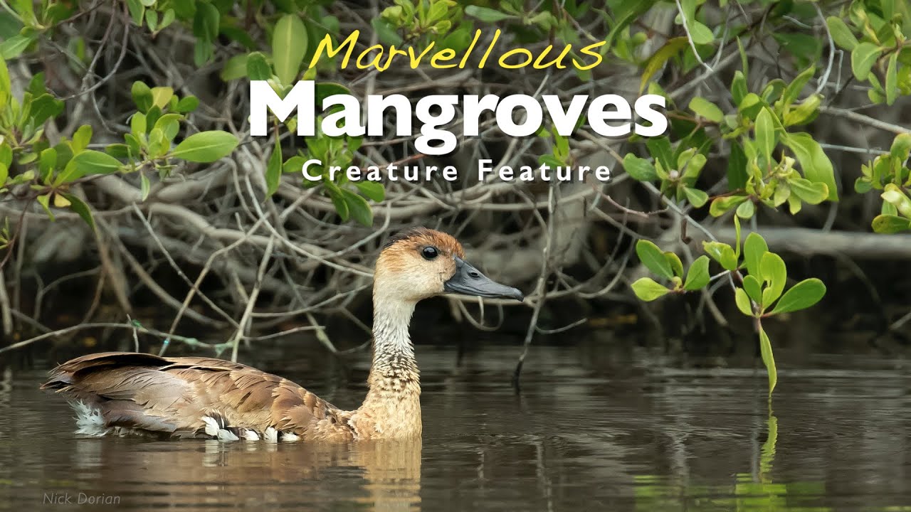 Marvellous Mangroves Creature Feature Ep.2 - The West Indian Whistling Duck