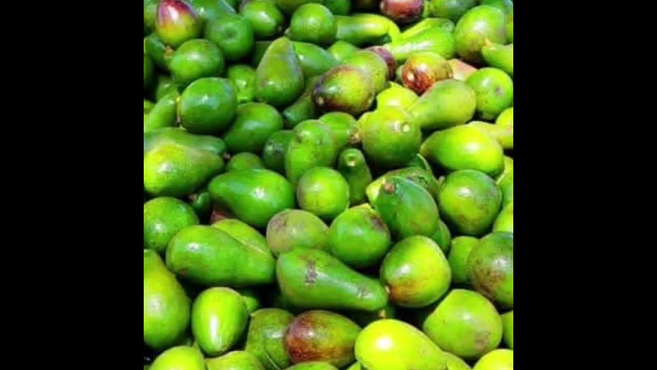 የአቦካዶ አበባ የሚራገፍበት ዋና ዋና ምክንያቶች ምንድ ናቸው? የአበባ መራገፍን እንዴትስ መቀነስ ይቻላል?