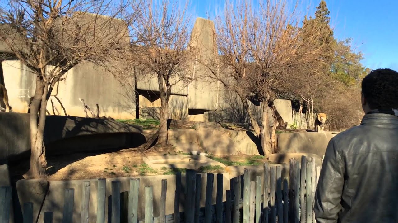 Lions roaring at The Louisville Zoo