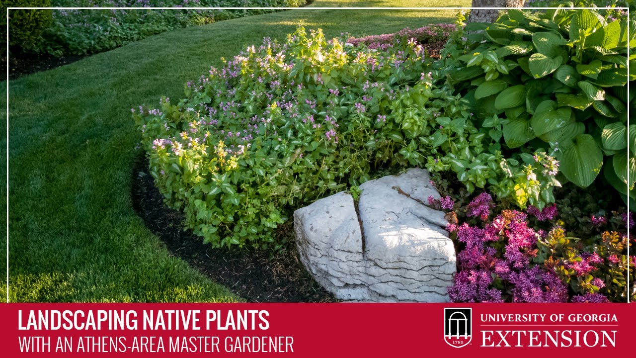 Landscaping Native Plants with an Athens-Area Master Gardener