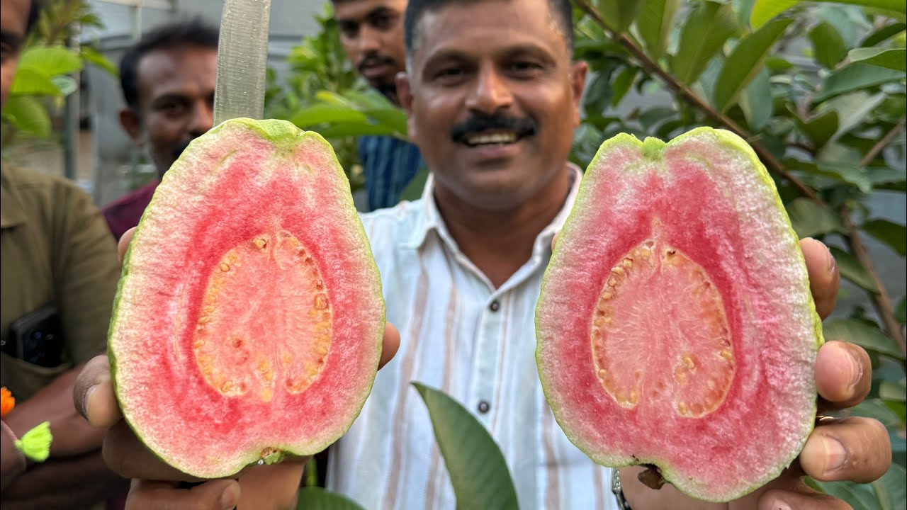 680 ഗ്രാം തൂക്കം വരുന്ന പേരയ്ക്ക രണ്ടുവർഷംകൊണ്ട് 100 കിലോ കായ പറിക്കാം എത്ര ചൂടിലും കായ്ക്കും..